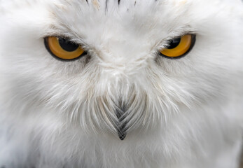 Obraz premium Snowy owl (Bubo scandiacus), also known as polar owl, white owl and Arctic owl. A threatened species native to the Arctic regions