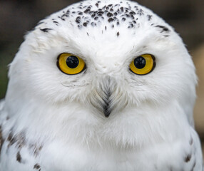 Snowy owl (Bubo scandiacus), also known as polar owl, white owl and Arctic owl. A threatened species native to the Arctic regions