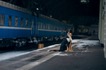 dog at the train station in winter. border collie. traveling with a pet