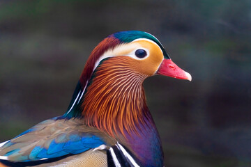 Closeup of a male mandarin duck with its stunning colorful plumage in full display.