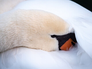 Obraz premium Closeup of a swam burying its head on its body to keep warm on a winter day, Upper Zurich Lake (Obersee), St. Gallen, Switzerland