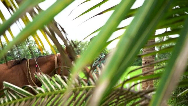 Young handsome man with brown horse.