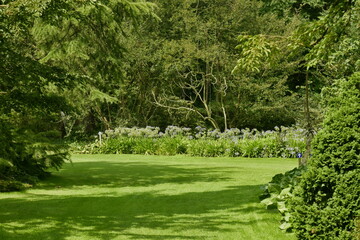 Parterres de végétation luxuriante entre les différents arbres d'une incroyable beauté à l'arboretum de Kalmthout au nord d'Anvers 