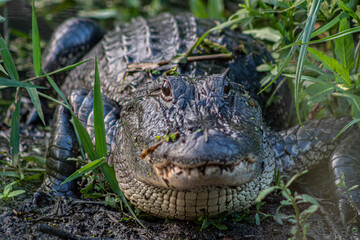 alligator in the swamp