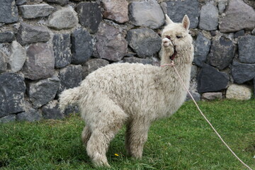 Obraz premium ecuador, quilotoa, volcano 