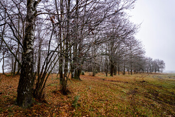 Jesienny krajobraz Doliny Narwi, Podlasie, Polska