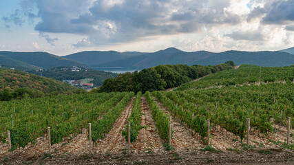Fototapeta na wymiar A vineyard in the middle of green hills