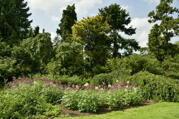 Parterres de v&eacute;g&eacute;tation luxuriante entre les diff&eacute;rents arbres d'une incroyable beaut&eacute; &agrave; l'arboretum de Kalmthout au nord d'Anvers 