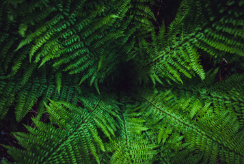 The center of a bright green fern in the forest