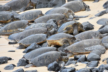 Hawaiian sea turtles