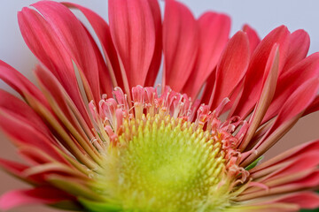 close up of a salmon colored gerbera