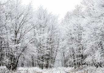 Obraz na płótnie Canvas frost covered trees in winter