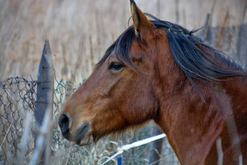 Brązowy koń z czarną grzywą. Widoczna tyko głowa i szyja konia.
