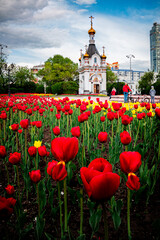 Fototapeta na wymiar red and yellow tulips in front of Chapel of st. Catherine, Yekaterinburg