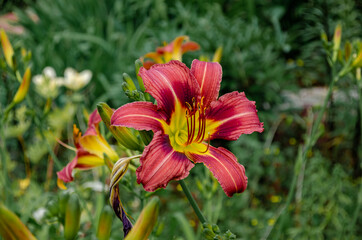 Fototapeta premium Inflorescences of daylilies on a green background