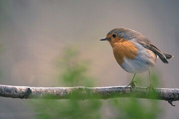 European Robin (Erithacus rubecula) in the forest
