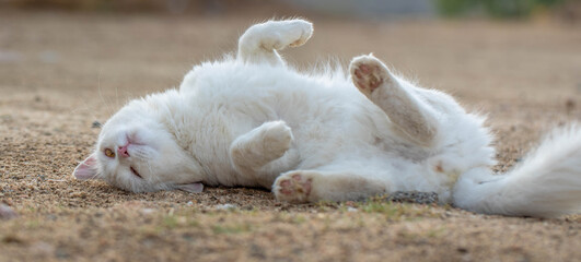 White cat with yellow eyes