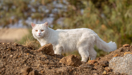 White cat with yellow eyes