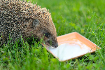 Little hedgehog in green grass. Close up view. Wildlife nature concept. Animal drinks milk.