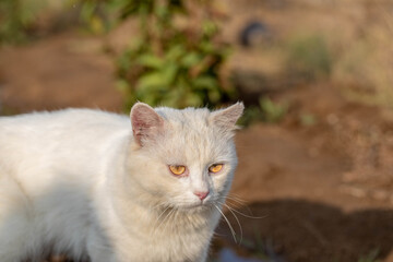 Naklejka na ściany i meble White cat with yellow eyes