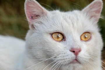 White cat with yellow eyes