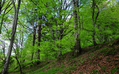 Sunny beech woods. Spring season, bright green leaves cover the trees. Fagaras mountains, Carpathia, Romania.