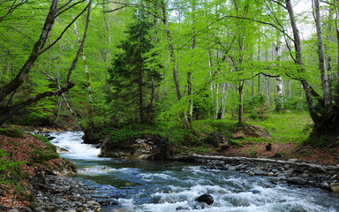 Obraz premium Rapid waterfalls on Avrig river. Spring season, all trees are colored in seasonal bright green leaves. Fagaras Massif, Carpathia, Romania