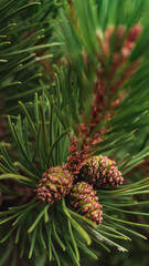 Close-up of small conifer branch with three pine cones