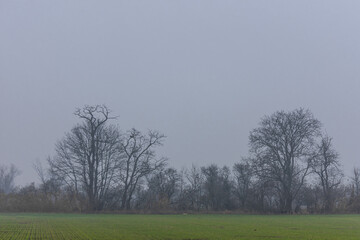 green field and bare trees in fog in the winter