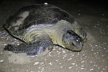 Chelonia mydas laying her eggs and covering her nest on the beach at night.