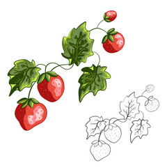 Wild forest berry strawberry. Coloring book page. Vector illustration