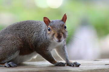 Curious squirrel