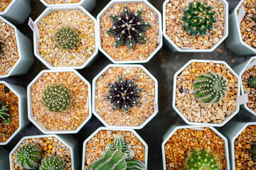 A beautiful cactus in pot at Farming. small spines on desert plant. Top view the group of succulent plant in the garden