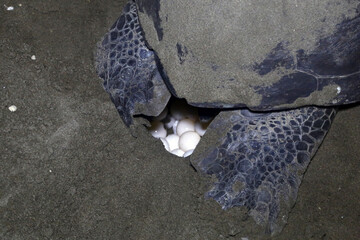 Chelonia mydas laying her eggs and covering her nest on the beach at night.