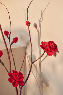 Lunar New Year Concept.