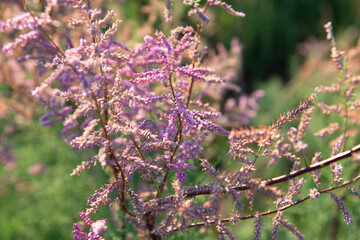 Small pink flowers close-up on a blurry background of a blooming Bush and green grass on a Sunny day.