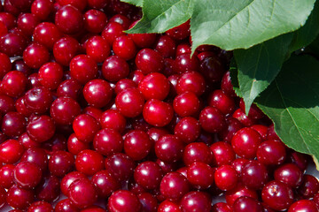 Red cherry scattered and green leaves on the side. Natural food red and green background. The concept of healthy vitamin food