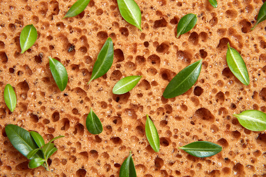 Close up sponge's texture with leaves.