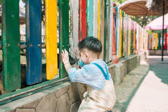 little boy feeds a goat