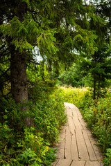 Obraz premium wooden trail winding under the branches of the tree in the forest of national park