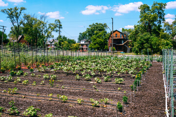 Urban gardening in Detroit Michigan USA