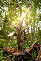 Fototapeta premium forest scene with bird feeder on the roots of fallen dead tree