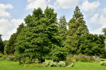 Fototapeta na wymiar Parterres de végétation luxuriante entre les différents arbres d'une incroyable beauté à l'arboretum de Kalmthout au nord d'Anvers 