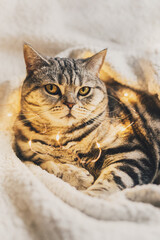 Funny cat (Scottish Straight breed), laying on the white blanket with twinkles.
