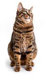  Tabby cat with short hair. Isolate on white background