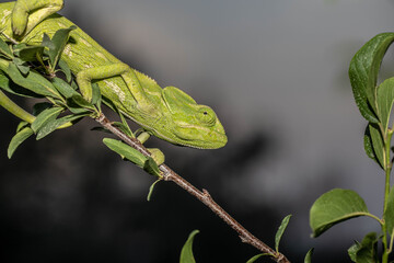 Chameleons are endemic