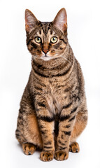  Tabby cat with short hair. Isolate on white background