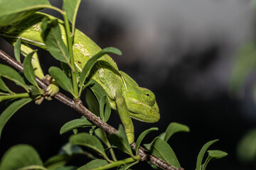 Chameleons are endemic