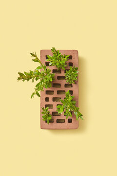 Perforated clay bricks with plant.