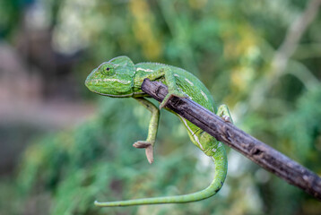 Chameleons are endemic